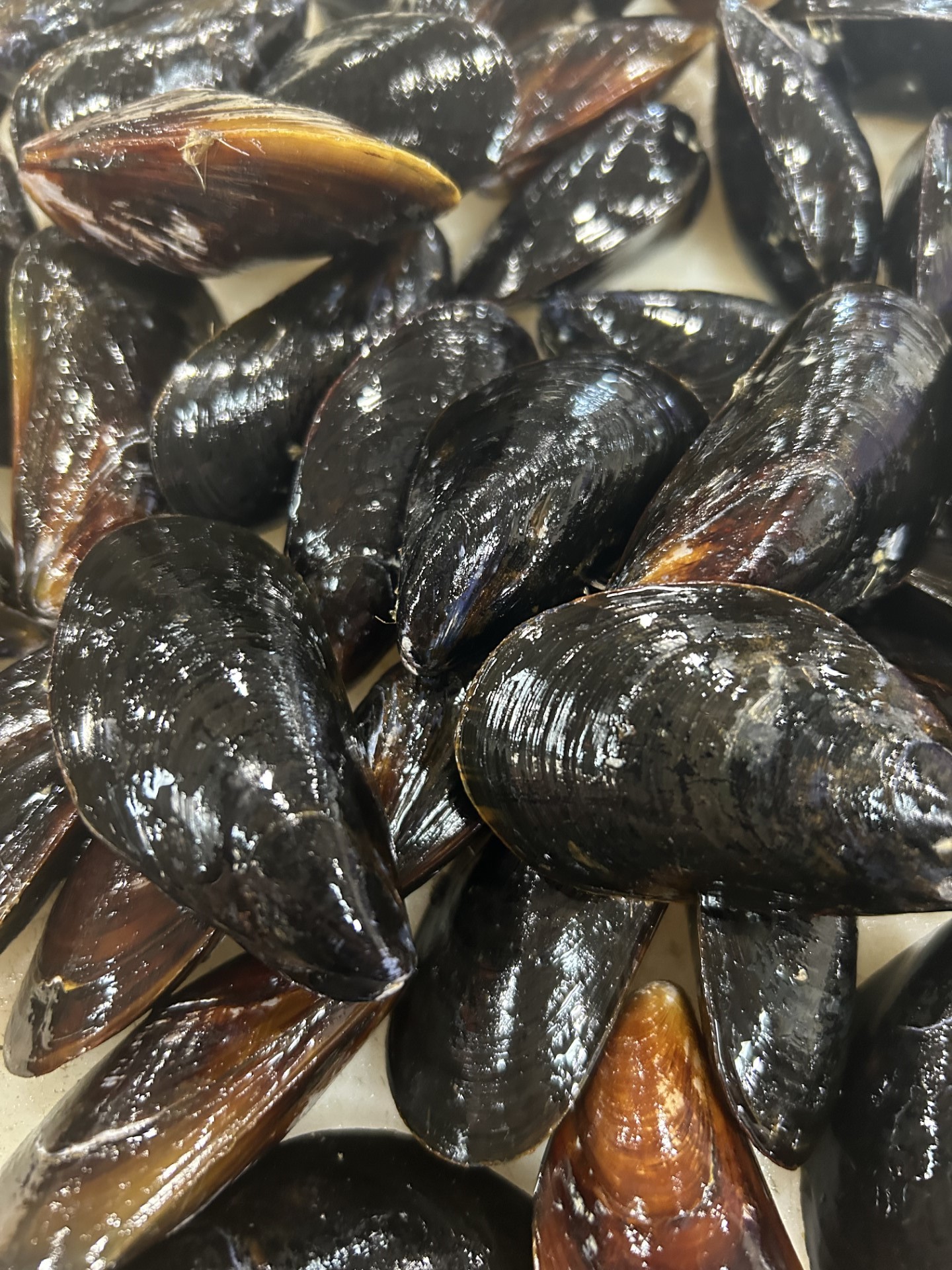 Farmed Canadian Mussels - PEI 10# bag